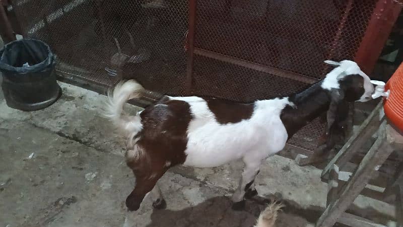 goats for sell 5