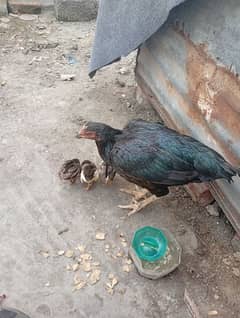 Asell mushki hen with 3 lakha chicks