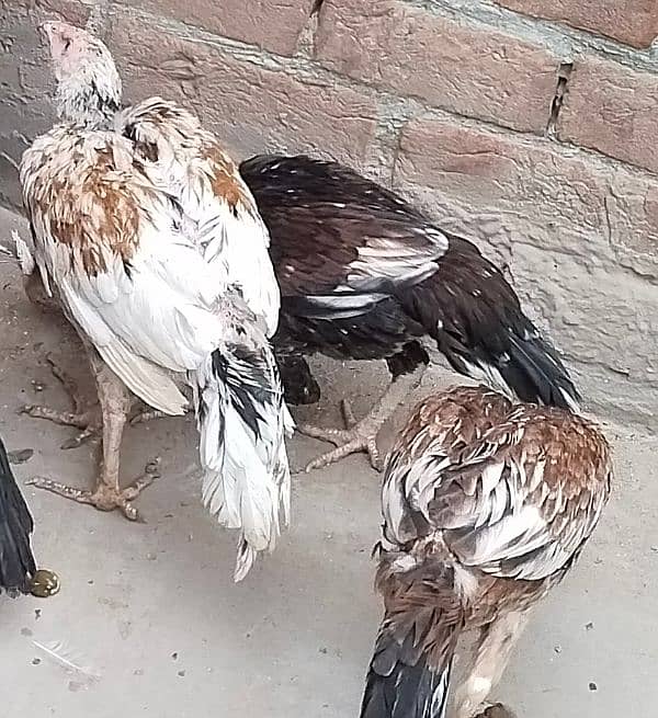 Desi and aseel lasani chuzy murgy murgia available 6