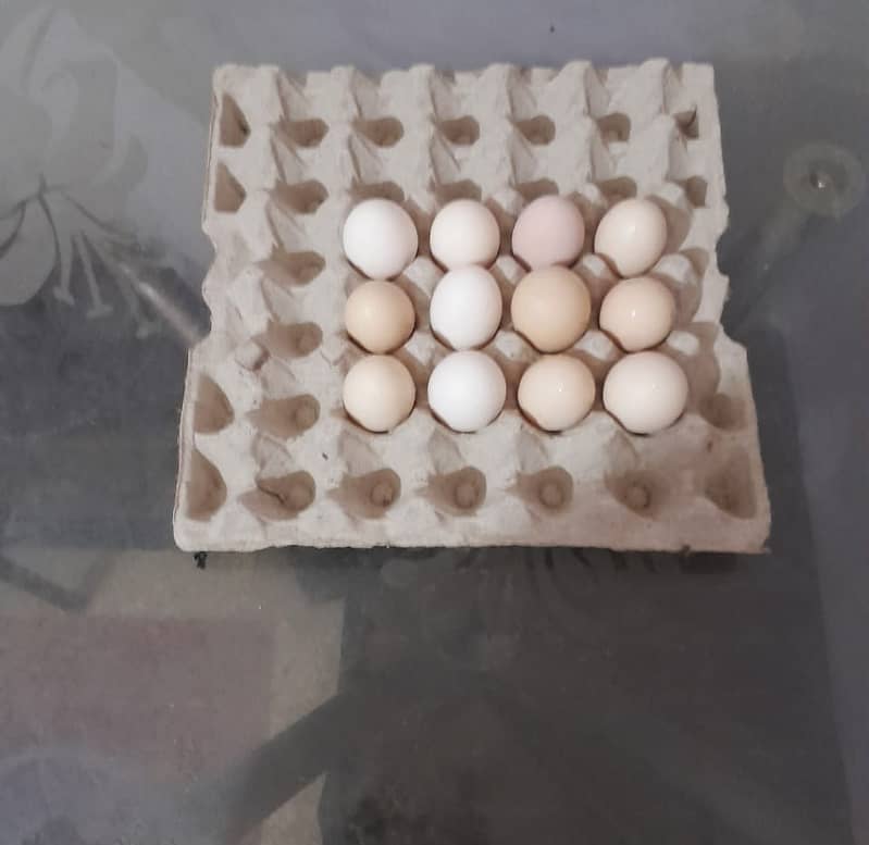 FERTILE DESI EGGS ON SALES 1