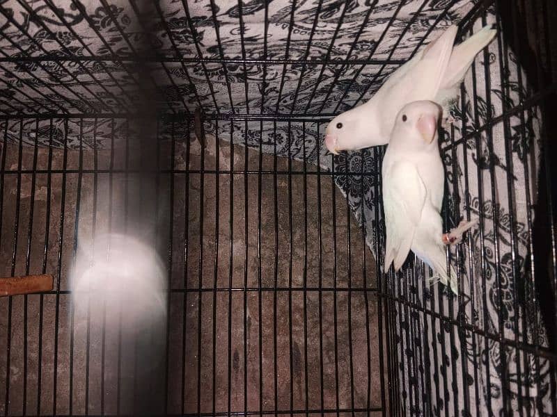 albino love birds pair +cage+Nest 1