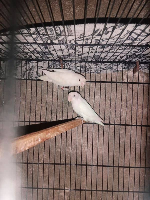 albino love birds pair +cage+Nest 2