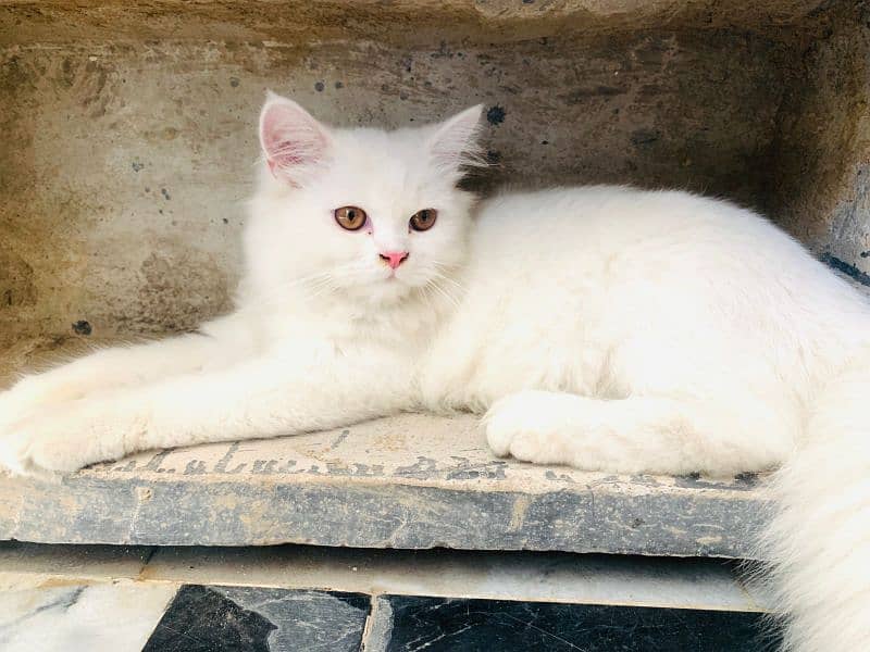 persian Cats pair 0