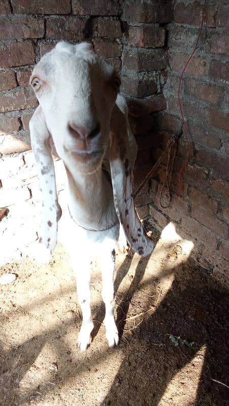 bakri 2 dant young 1 month pregnant healthy full fit 0