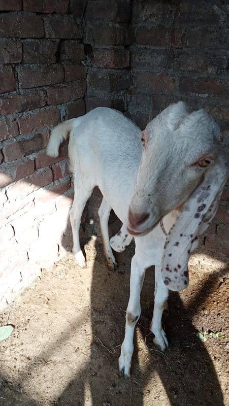 bakri 2 dant young 1 month pregnant healthy full fit 1