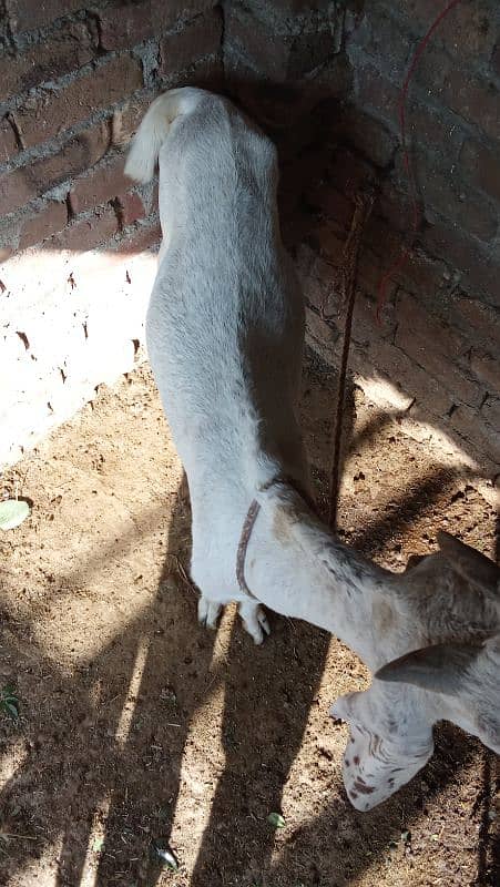 bakri 2 dant young 1 month pregnant healthy full fit 5