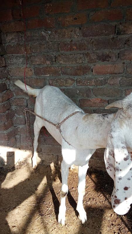 bakri 2 dant young 1 month pregnant healthy full fit 10