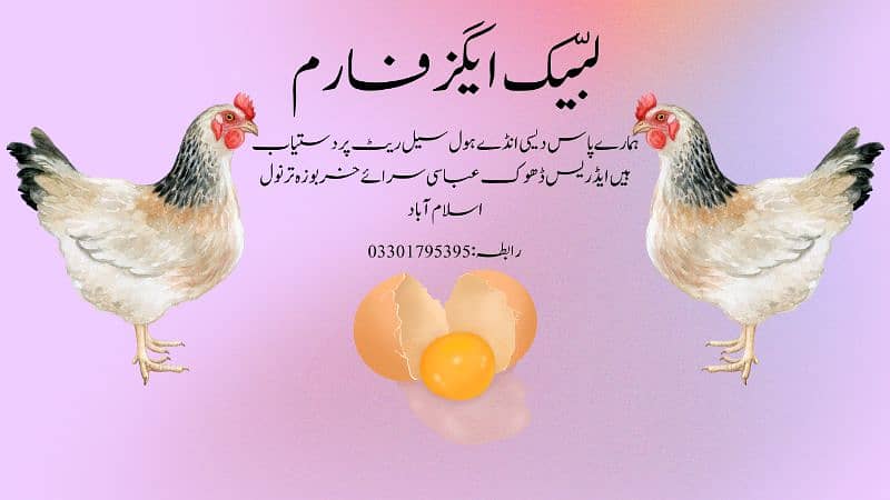 desi eggs available 1