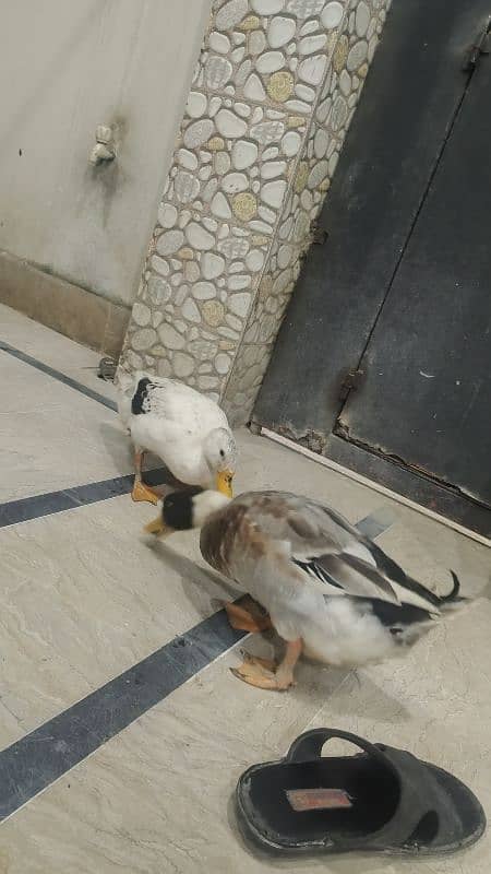 one pair of imported breed ducks 0