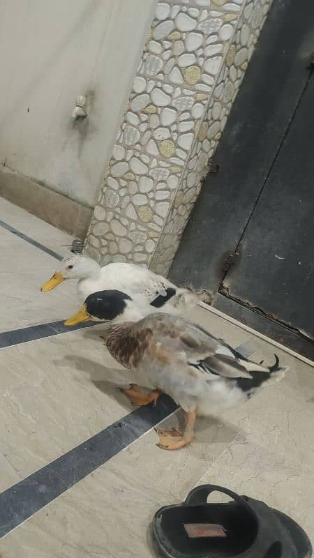 one pair of imported breed ducks 1