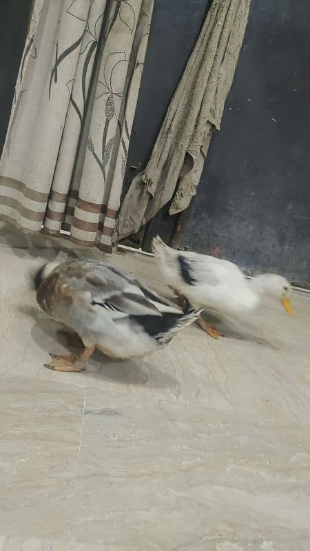 one pair of imported breed ducks 2