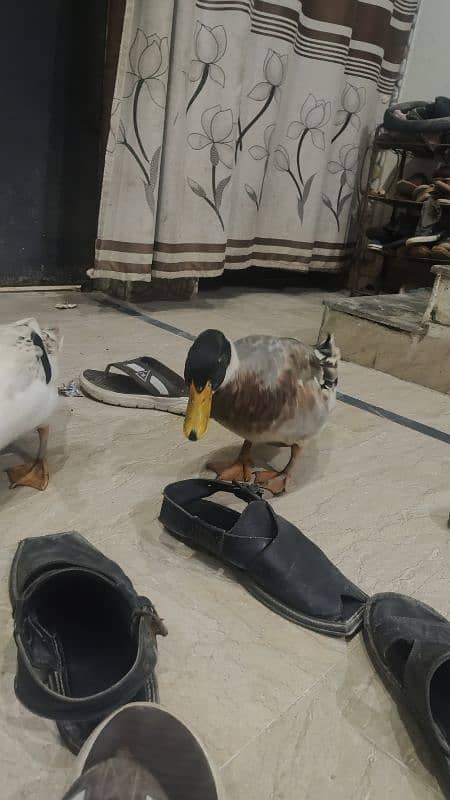 one pair of imported breed ducks 3