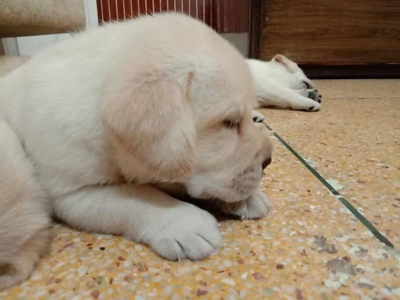 labrador pupy imported bloodline 03014615555 2