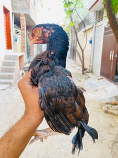 High Quality zero size Amroha cross female for sale RWP