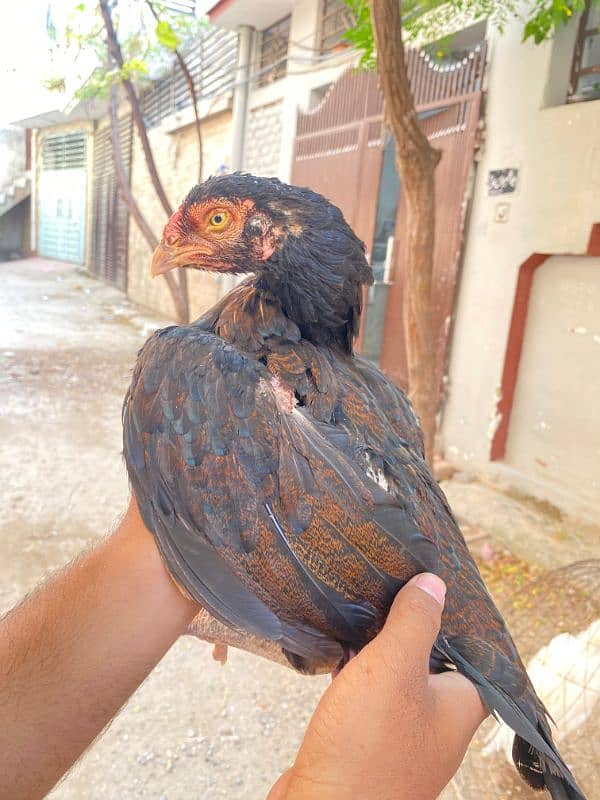 High Quality zero size Amroha cross female for sale RWP 1