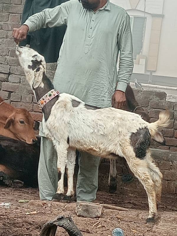 Desi crass Gabn bakri 0