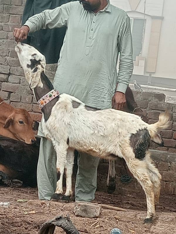 Desi crass Gabn bakri 1