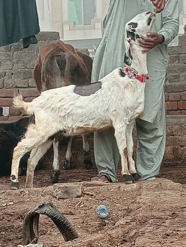 Desi crass Gabn bakri 2