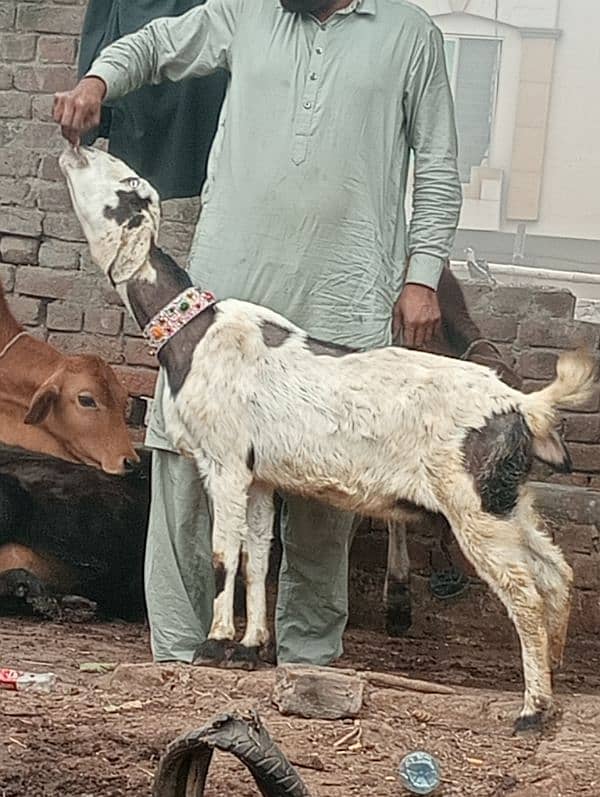 Desi crass Gabn bakri 3