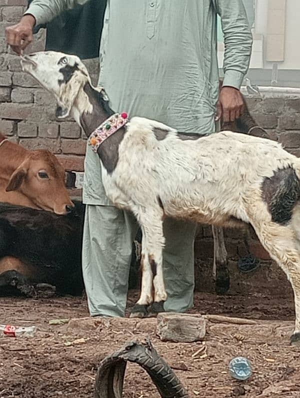 Desi crass Gabn bakri 4