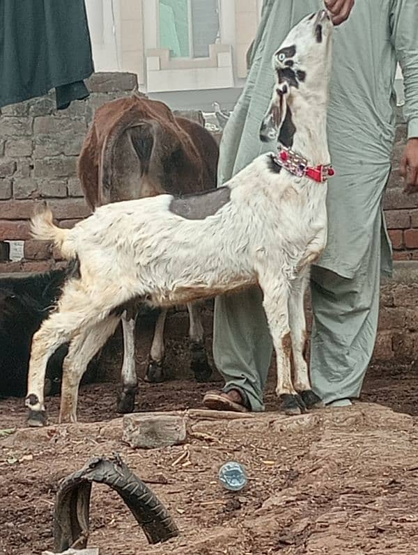 Desi crass Gabn bakri 5