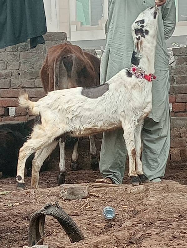 Desi crass Gabn bakri 7