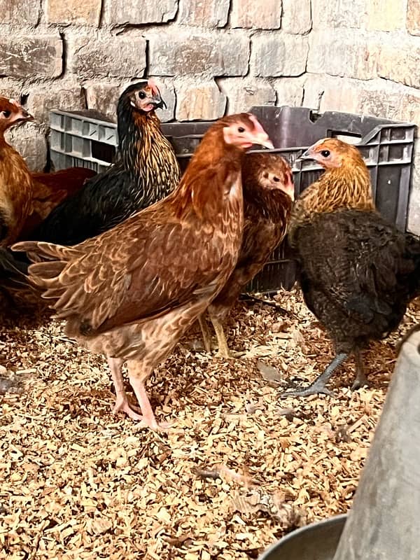 Golden Misri | Desi hens 0