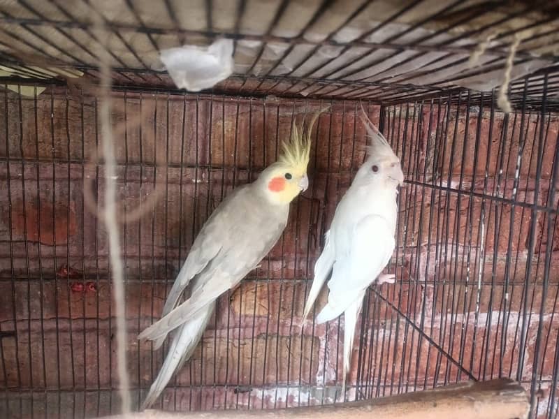 Eno red eyes female breeder and gray fully adult male 1