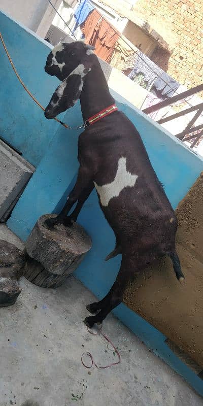 Gabban nagri dogli goat( 4month Gabban ) 5