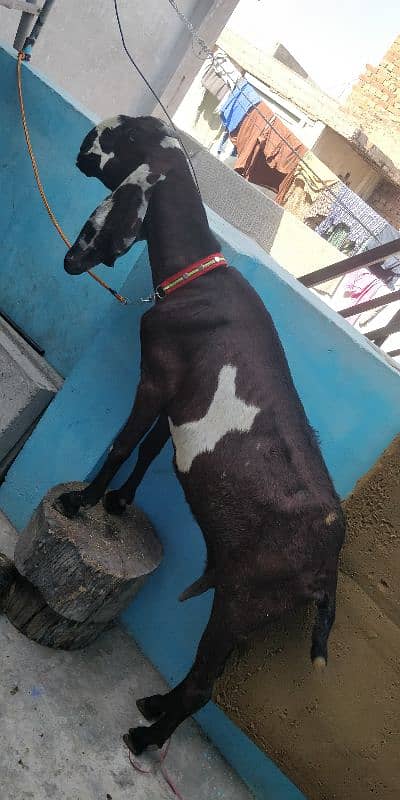 Gabban nagri dogli goat( 4month Gabban ) 9