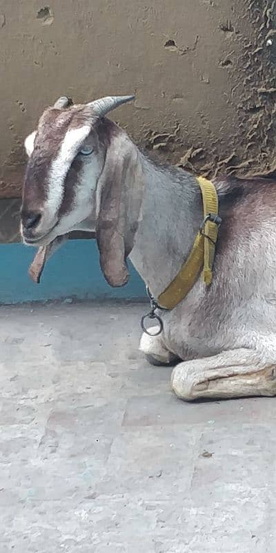 Gabban nagri dogli goat( 4month Gabban ) 12