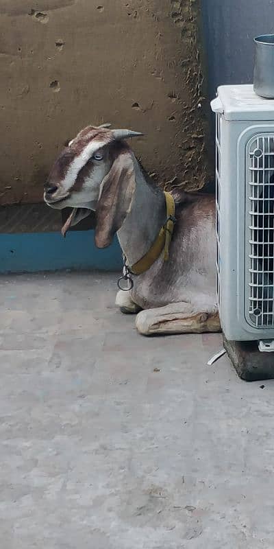 Gabban nagri dogli goat( 4month Gabban ) 13