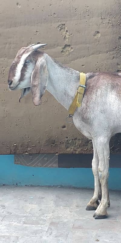 Gabban nagri dogli goat( 4month Gabban ) 14