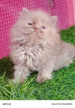 Piki / Cfa line/ Persian/ kitten / female kitten available for sale