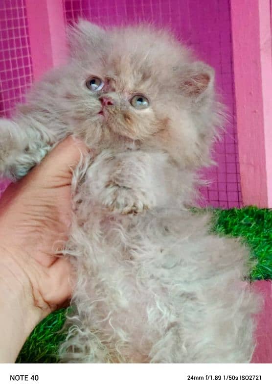 Piki / Cfa line/ Persian/ kitten / female kitten available for sale 5