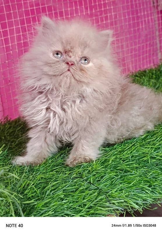 Piki / Cfa line/ Persian/ kitten / female kitten available for sale 6