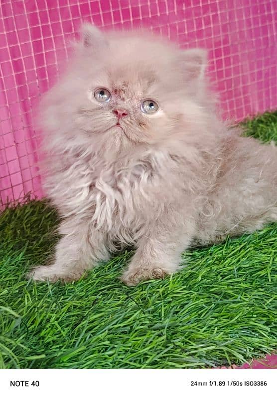 Piki / Cfa line/ Persian/ kitten / female kitten available for sale 7