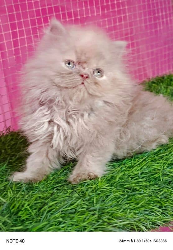 Piki / Cfa line/ Persian/ kitten / female kitten available for sale 8