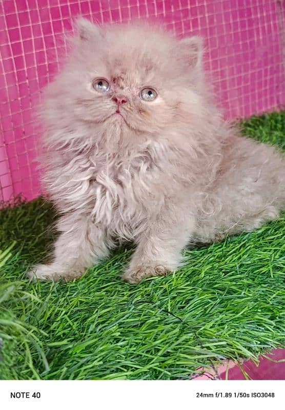 Piki / Cfa line/ Persian/ kitten / female kitten available for sale 9