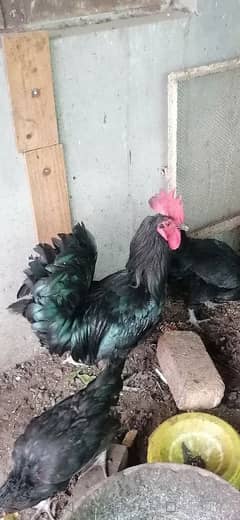 austrolop hen murghi mix egg laying