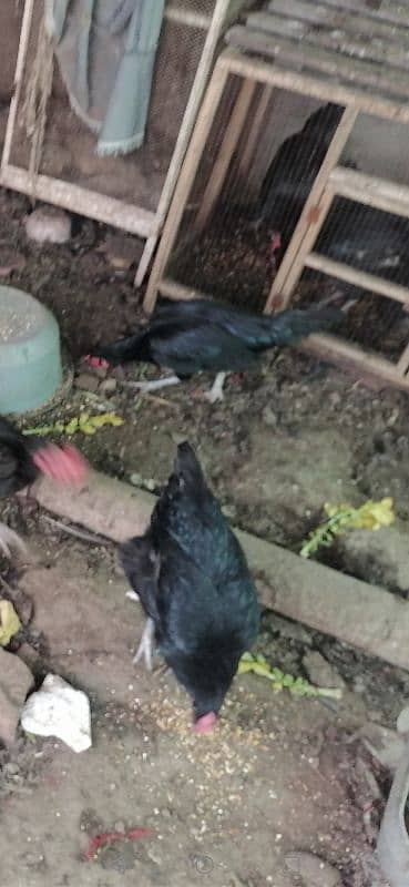 austrolop hen murghi mix egg laying 1