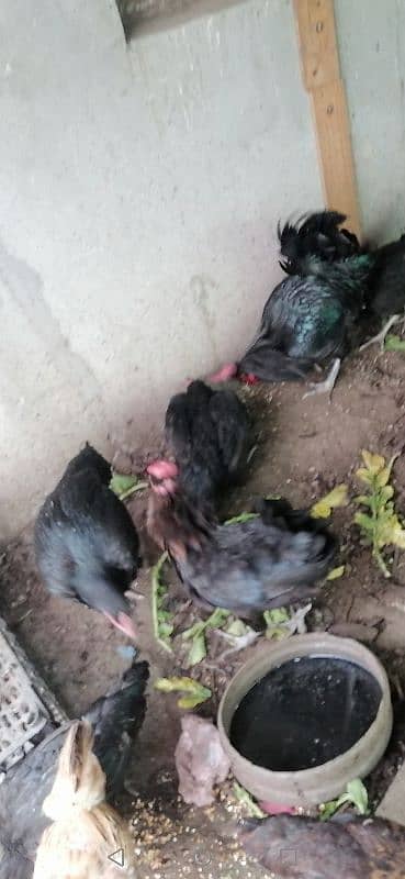 austrolop hen murghi mix egg laying 2