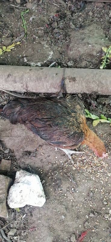 austrolop hen murghi mix egg laying 3