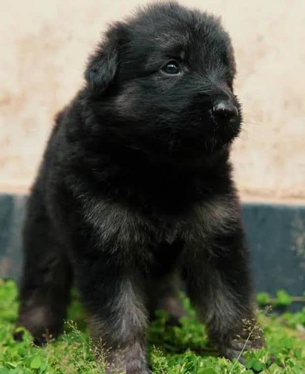 German shepherd puppies available 0