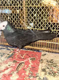 Masallah Beautiful Fancy pigeons