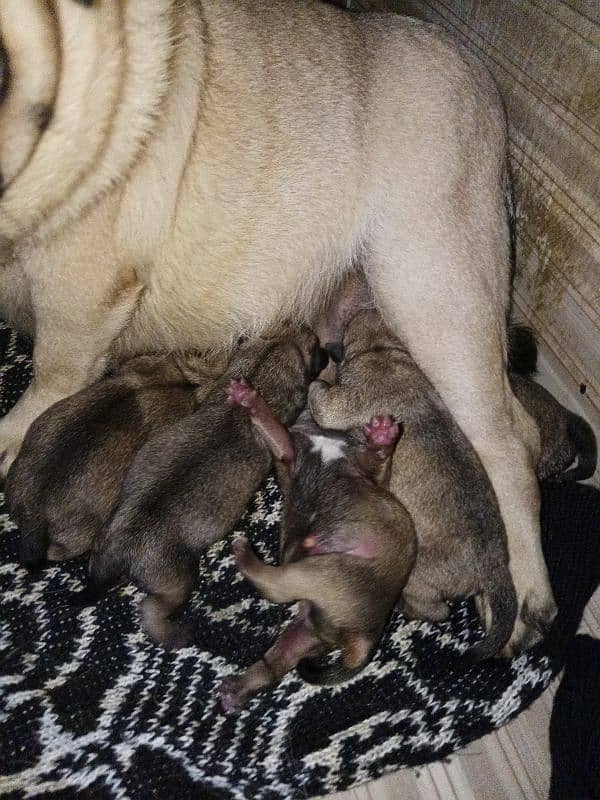 I'm selling American pugs pups 0