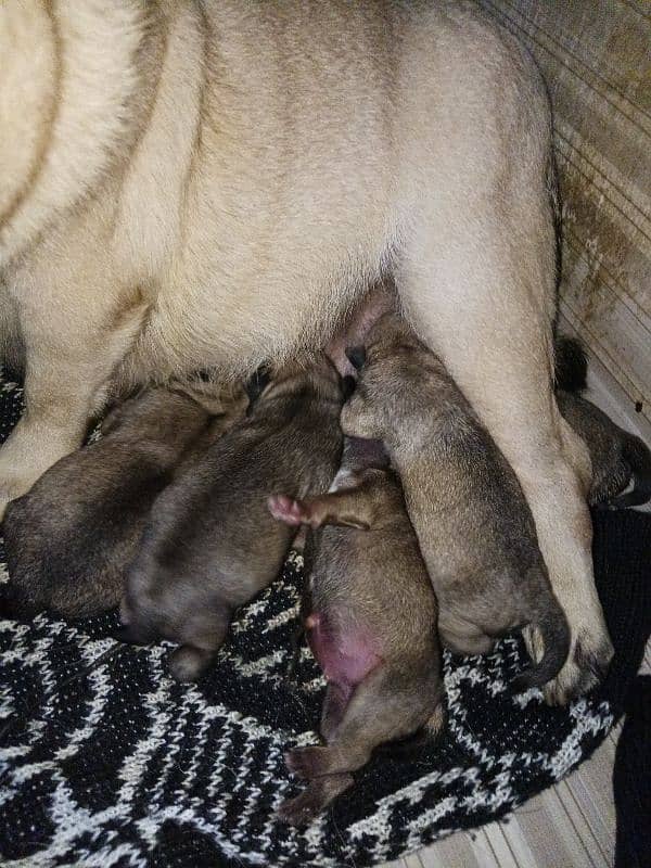 I'm selling American pugs pups 1