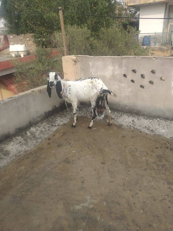 pure desi betal bakri for sale 0