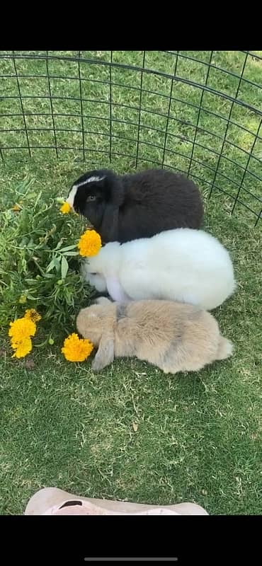 Rabbit/ rabbit for sale /  hotot rabbit / khargosh / holland hops 0