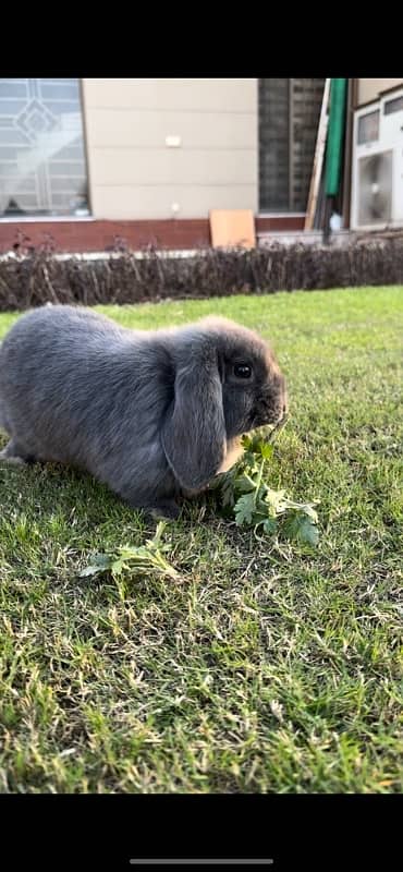 Rabbit/ rabbit for sale /  hotot rabbit / khargosh / holland hops 5